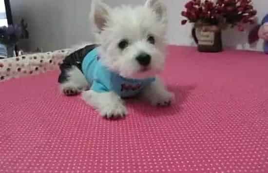 西高地|断奶之后要如何喂养西高地幼犬