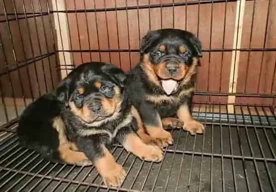 罗威纳犬|两个月的罗威纳犬不爱吃狗粮怎么办