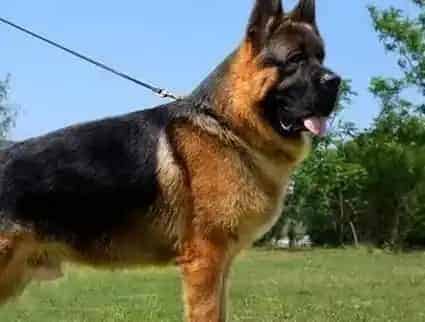 德国牧羊犬|德国牧羊犬每次驱虫的药量是多少