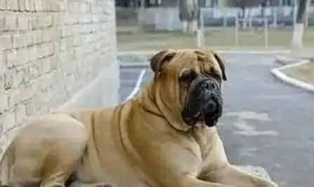斗牛马士提夫犬的特点 它特别喜欢跑步 | 斗牛马士提夫犬