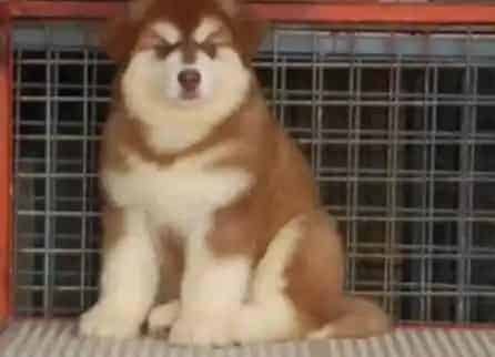 阿拉斯加犬|如何为断奶后阿拉斯加雪橇犬宝宝选择食物
