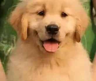 金毛|金毛犬毛发日常护理的好处