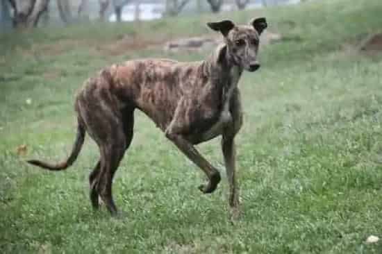 格力犬|格力犬幼犬饲养和护理的方法
