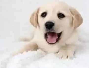 拉布拉多|拉布拉多犬长期与我们生活在一起会相互传染疾病吗