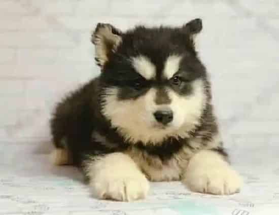 阿拉斯加犬|如何为断奶后阿拉斯加雪橇犬宝宝选择食物