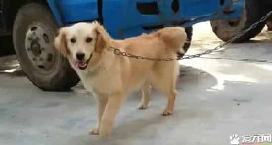 金毛寻回犬的用途 金毛犬可以提高生活乐趣 | 金毛寻回犬
