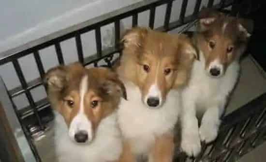 苏格兰牧羊犬|怎样知道自己的苏格兰牧羊犬是否生病了