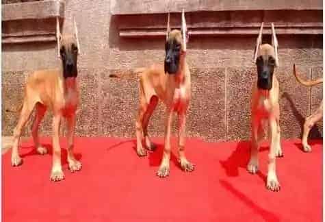大丹犬|大丹犬不吃饭，精神不好是怎么回事