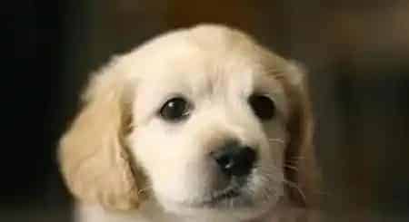 金毛寻回犬的用途 金毛犬可以提高生活乐趣 | 金毛寻回犬