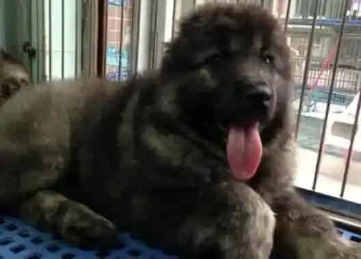 高加索犬|高加索犬患犬瘟热初期喂什么比较有营养