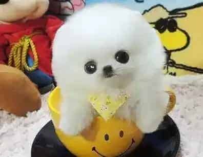 博美犬|我家博美犬疫苗后干呕吐不出这是什么情况