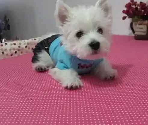 西高地|给西高地犬洗澡需要注意哪些事项