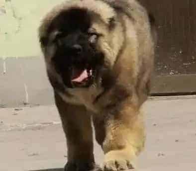 高加索犬|带高加索犬出海游玩要佩带牵引绳