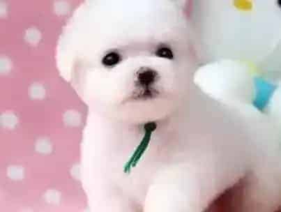 比熊犬|比熊犬要生宝宝主人需要准备哪些用品