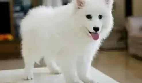 银狐犬|我家银狐犬开始呕吐，没精神如何是好