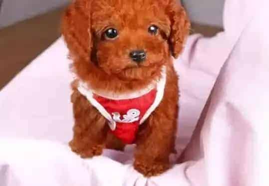 泰迪犬|不懂事的泰迪犬在窝里撒尿怎么办