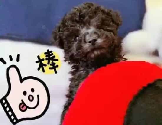 贵宾犬|两个半月的贵宾犬偏瘦应该怎么增肥呢