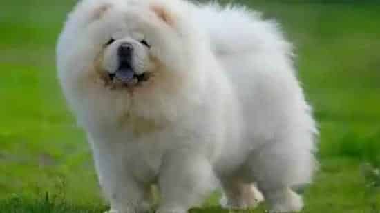 松狮犬|带松狮犬出门遛狗的注意事项