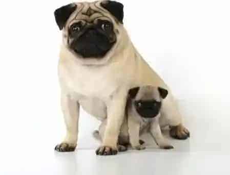 巴哥犬|我的巴哥犬快要做妈妈了需要准备什么用品