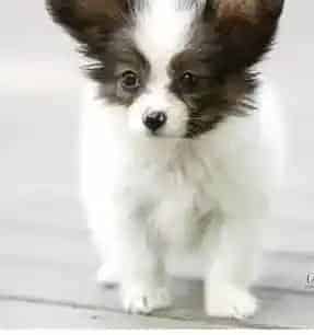 蝴蝶犬|蝴蝶犬流清鼻涕吃什么药能治好
