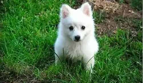 银狐犬|冬季照顾银狐犬需要做到哪些方面