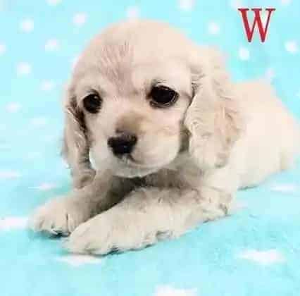 可卡犬|如何调教出一只听话的可卡犬