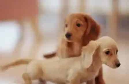 腊肠犬的特点 毛质虽硬但是却非常蓬松 | 腊肠犬