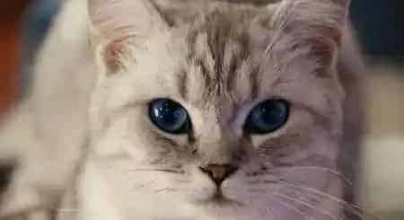 猫不爱喝水怎么办 可以适当喂食湿猫粮 | 猫