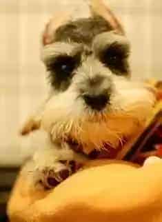 雪纳瑞|如何根据雪纳瑞的生理特征而做好它的护理工作。