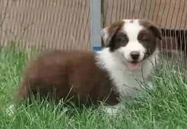 边境牧羊犬|边境牧羊犬什么时候吃驱虫药 什么时候打疫苗