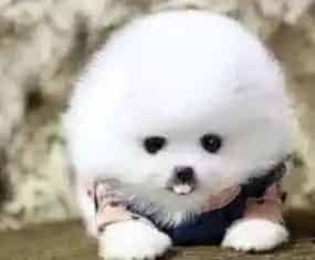 博美犬|博美犬感冒拉稀呕吐如何是好 吃什么药