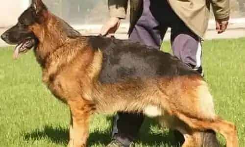 德国牧羊犬|怎样减少德国牧羊犬的脱毛