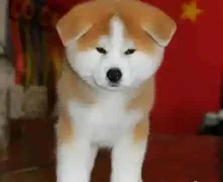 秋田犬|哪些东西会让秋田犬真正的延年益寿