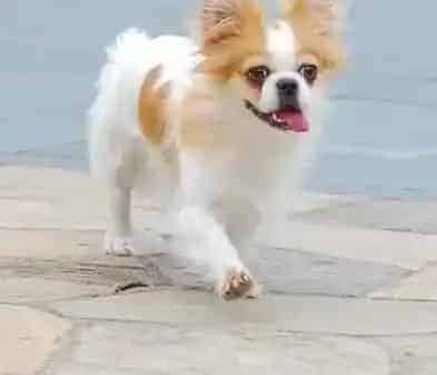 蝴蝶犬|蝴蝶犬用哪种体外驱虫药物好