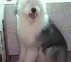 古代牧羊犬|古代牧羊犬身上有腥味有方法消除掉吗