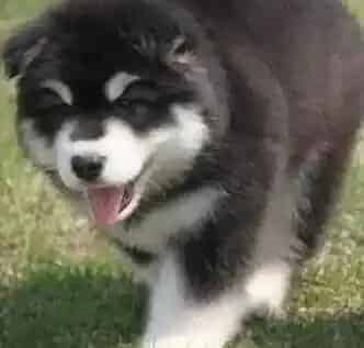 阿拉斯加犬|阿拉斯加犬身上有红色的小虫子是什么东西