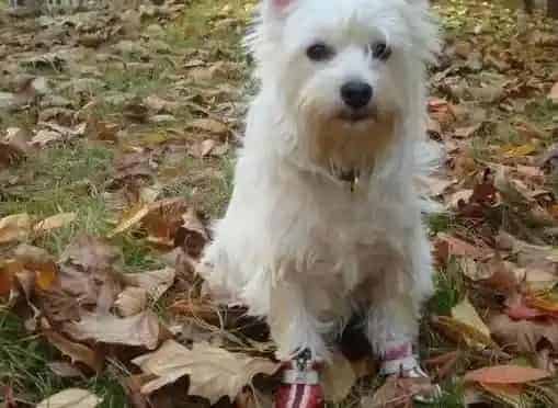 西高地|西高地犬的眼睛、牙齿等问题需要到主人们的特别关注