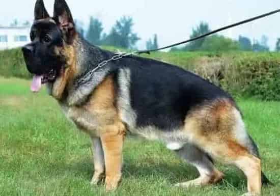 德国牧羊犬|如何正确的喂食不同阶段的德国牧羊犬