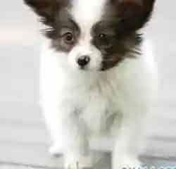 蝴蝶犬|家中饲养蝴蝶犬主人们可以吸烟吗