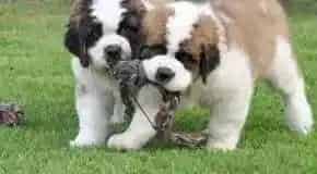 圣伯纳犬|圣伯纳犬患上犬瘟，上吐下泻