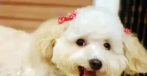 贵宾犬拉稀怎么办 大多与肠道有关 | 贵宾犬