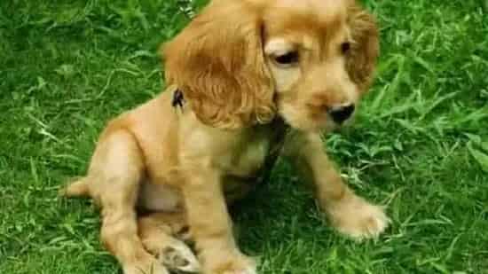 可卡犬|训练可卡犬的原则 训练美系可卡的方法