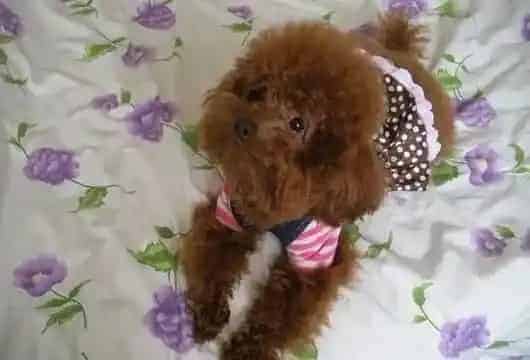 贵宾犬|正确防暑新方法 贵宾犬安然度夏的必要条件