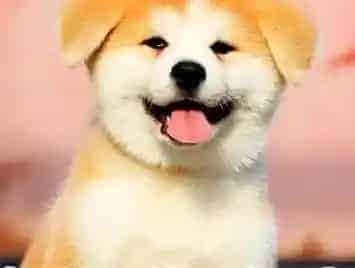 秋田犬|秋田犬脚垫受伤应该用什么药治疗