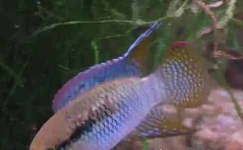 红鳃皇冠饲养环境 红鳃皇冠喜欢弱酸软水