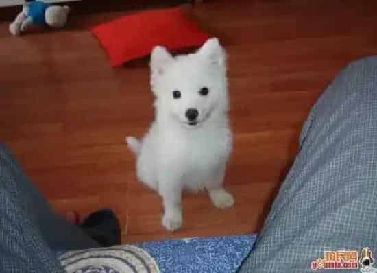 银狐犬|银狐犬拉肚子期间可以吃肉吗