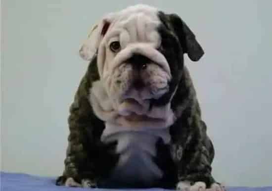 英国斗牛犬|斗牛犬患上感冒要如何用药