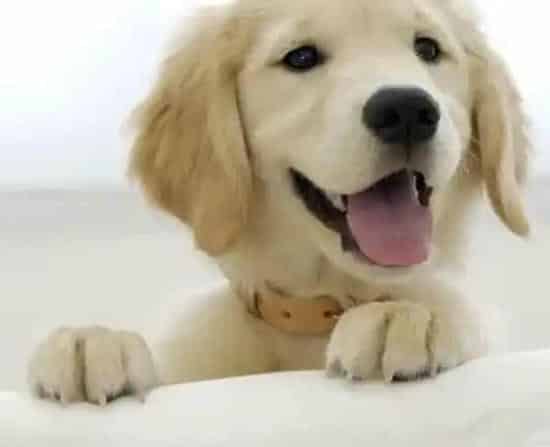金毛|让金毛犬压力大的十件事（下）