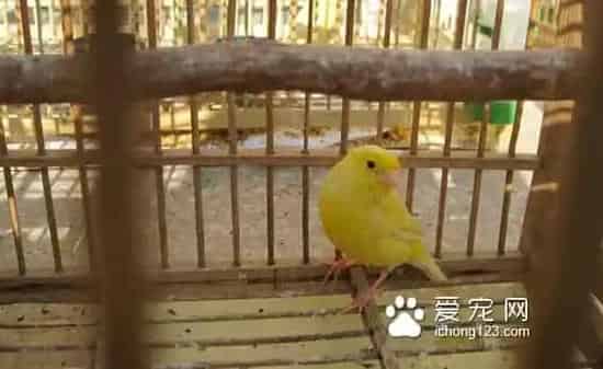 笼具上油保养方法 怎么给笼具上油 