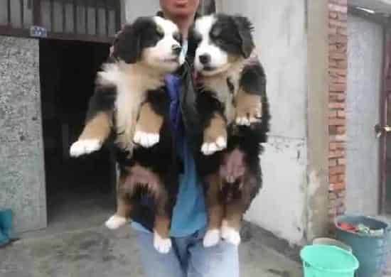 伯恩山犬|伯恩山犬着凉感冒了吃什么药好
